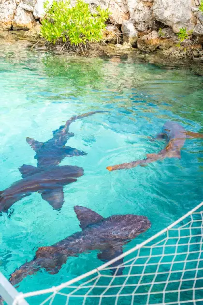 /book-tours/Dolphin-en-Sea-Aquarium/Animal-Encounter-11.webp